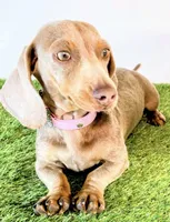 Gracie, a female Miniature Dachshund for sale in Sun Valley, CA – 1 of 1