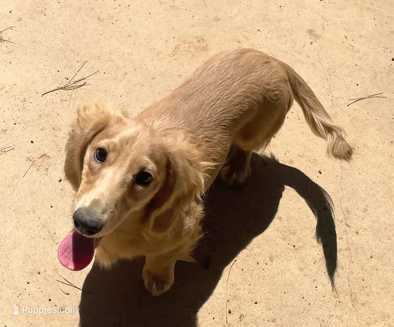 FULL AKC Puma longhaired cream – Miniature Dachshund puppy for sale in Sun Valley, CA