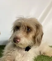 Full AKC Sullivan , a male Miniature Dachshund for sale in Sun Valley, CA – 1 of 1