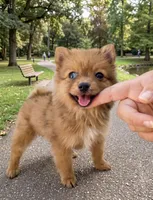 Blue Eyed Gunner, Male, a male Pomeranian for sale in Sun Valley, CA – 2 of 2