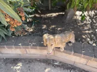FULL AKC Puma lh cream, a male Miniature Dachshund for sale in Sun Valley, CA – 4 of 4