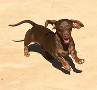 AKC Teddy, choc shorthair  Male, a male Miniature Dachshund for sale in Sun Valley, CA – 1 of 1