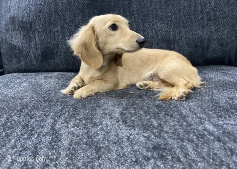 Full AKC Pearl – Miniature Dachshund puppy for sale in Sun Valley, CA