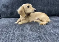 Full AKC Pearl, a female Miniature Dachshund for sale in Sun Valley, CA – 1 of 1