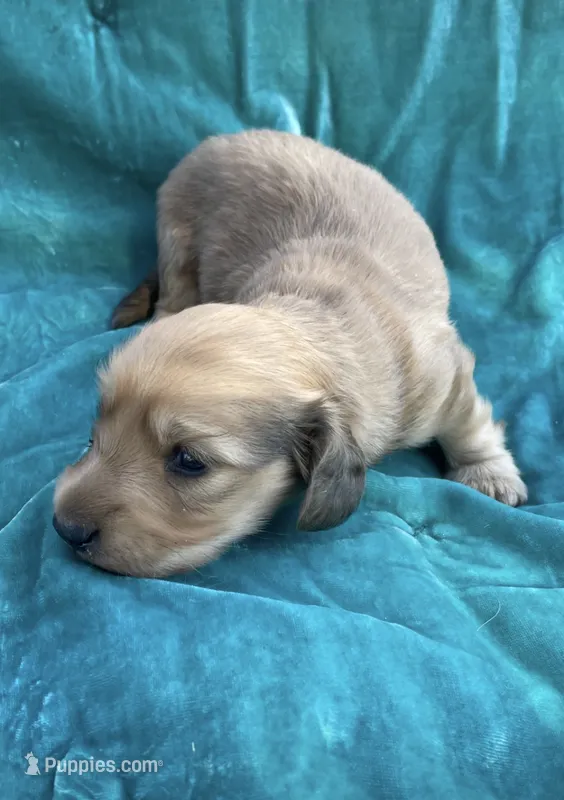 Puma – Miniature Dachshund puppy for sale in Sun Valley, CA