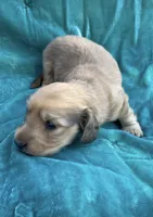 Puma, a male Miniature Dachshund for sale in Sun Valley, CA – 1 of 2