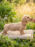 Wendy, wire wiener , a female Miniature Dachshund for sale in Sun Valley, CA – 1 of 1