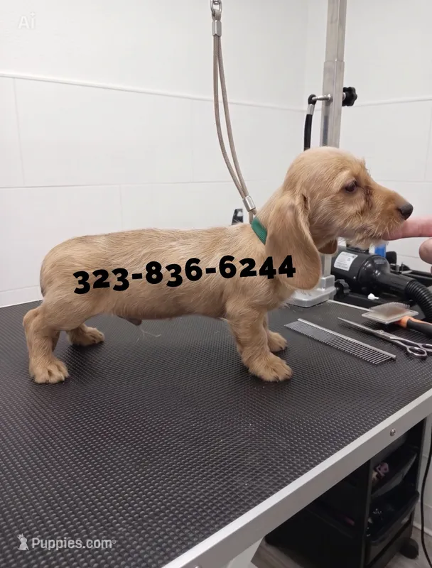 Wiz, wire – Miniature Dachshund puppy for sale in Sun Valley, CA