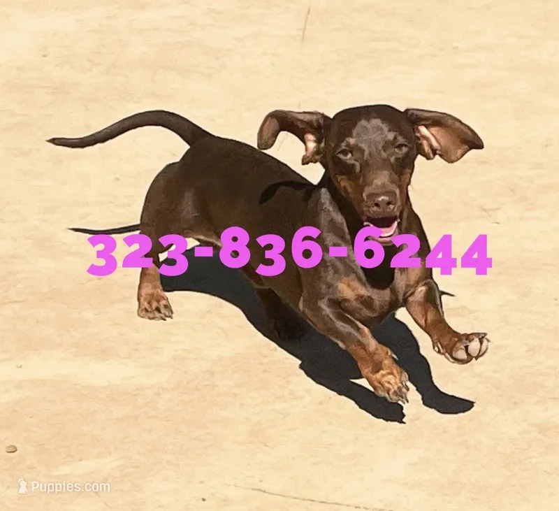 AKC Teddy, choc shorthair  Male – Miniature Dachshund puppy for sale in Sun Valley, CA