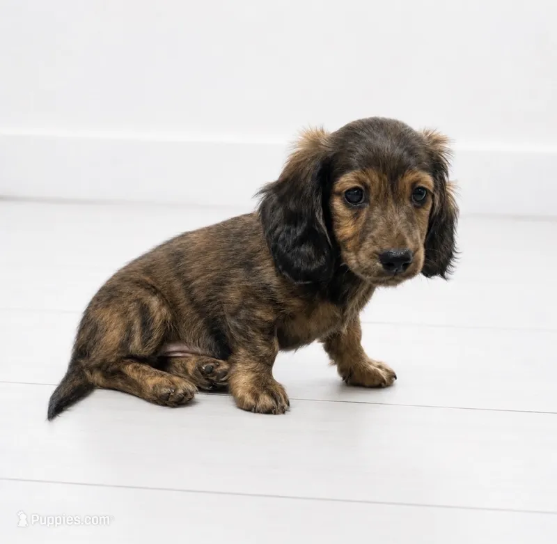 Fritz Brindle Longhair  – Miniature Dachshund puppy for sale in Sun Valley, CA