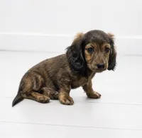 Fritz Brindle Longhair , a male Miniature Dachshund for sale in Sun Valley, CA – 1 of 1