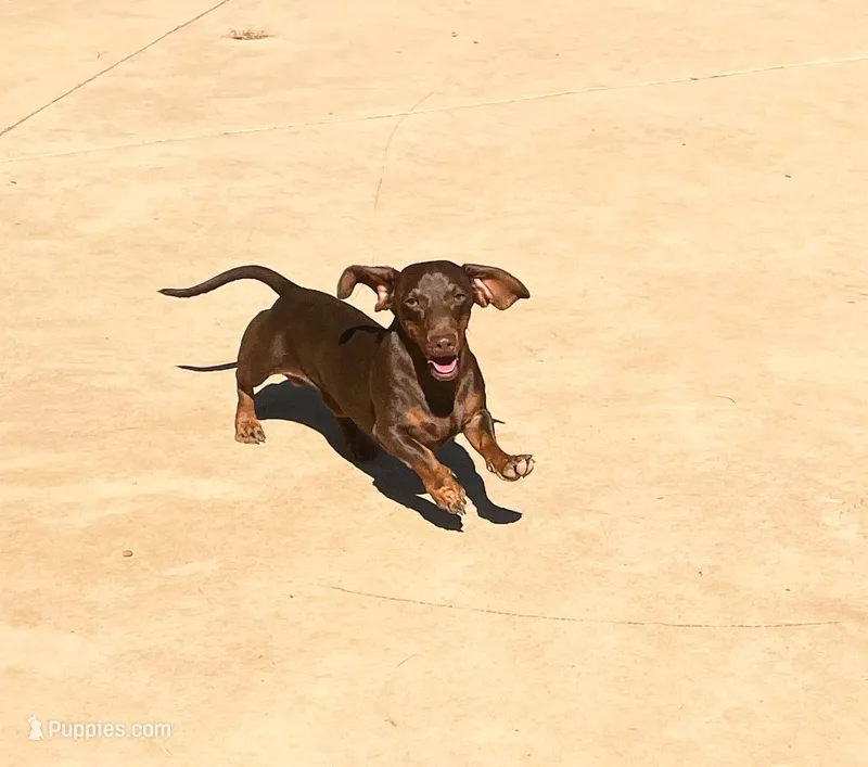 Teddy, chocolate smooth coat Male – Miniature Dachshund puppy for sale in Sun Valley, CA