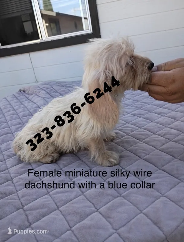 Tina Turner, wire – Miniature Dachshund puppy for sale in Sun Valley, CA