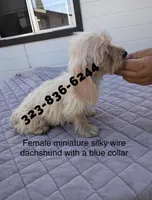 Tina Turner, wire, a female Miniature Dachshund for sale in Sun Valley, CA – 1 of 1