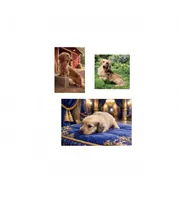 Puma, a male Miniature Dachshund for sale in Sun Valley, CA – 2 of 2