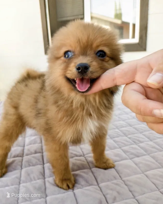 Pomeranian Male Blue Eye – Pomeranian puppy for sale in Sun Valley, CA