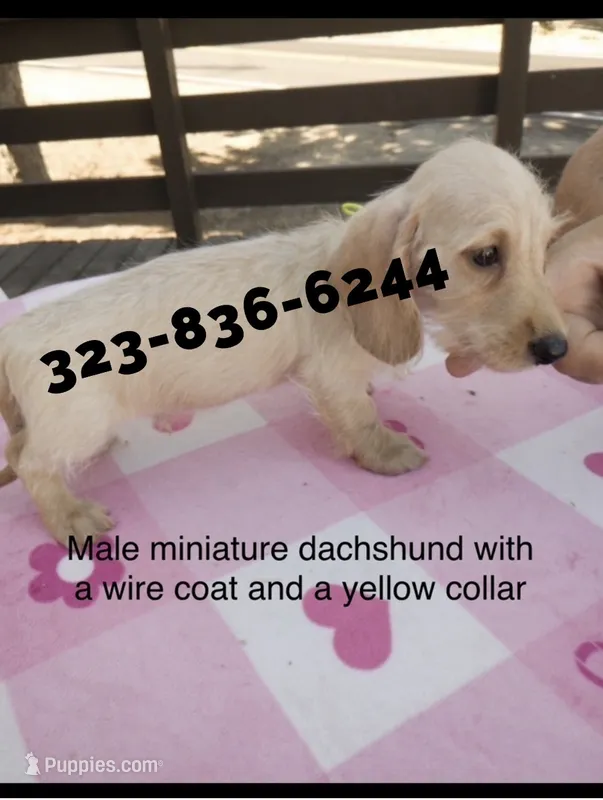 Mr Biggs, wire – Miniature Dachshund puppy for sale in Sun Valley, CA