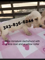 Mr Biggs, wire, a male Miniature Dachshund for sale in Sun Valley, CA – 1 of 1