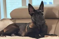 Duke, a male Belgian Malinois for sale in Allen, TX – 1 of 2