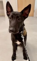 Duke, a male Belgian Malinois for sale in Allen, TX – 2 of 2
