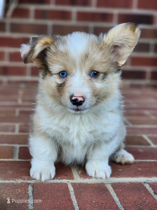 Chip – Pembroke Welsh Corgi puppy for sale in Lexington, NC