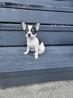 Skittles, a female Chihuahua for sale in Lexington, NC – 4 of 6