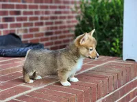 Jack, a male Pembroke Welsh Corgi for sale in Lexington, NC – 2 of 4