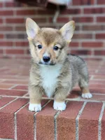 Jack, a male Pembroke Welsh Corgi for sale in Lexington, NC – 3 of 4