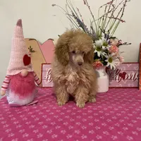 Scotch AKC, a male Poodle - Toy  for sale in Lexington, NC – 3 of 6