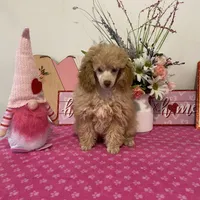 Scotch AKC, a male Poodle - Toy  for sale in Lexington, NC – 4 of 6