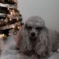 Scotch AKC, a male Poodle - Toy  for sale in Lexington, NC – 2 of 6
