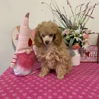 Scotch AKC, a male Poodle - Toy  for sale in Lexington, NC – 5 of 6