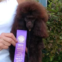 Scotch AKC, a male Poodle - Toy  for sale in Lexington, NC – 6 of 6