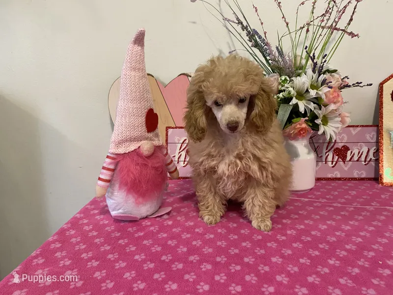 Scotch AKC – Poodle - Toy  puppy for sale in Lexington, NC
