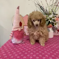 Scotch AKC, a male Poodle - Toy  for sale in Lexington, NC – 1 of 6