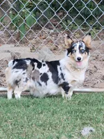 Rockette, a female Pembroke Welsh Corgi for sale in Lexington, NC – 3 of 3