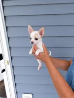 Taffy, a female Chihuahua for sale in Lexington, NC – 2 of 5