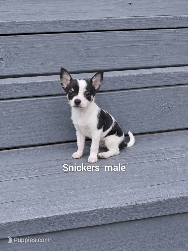 Snickers – Chihuahua puppy for sale in Lexington, NC