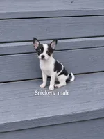 Snickers, a male Chihuahua for sale in Lexington, NC – 1 of 2