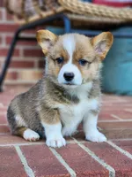 Pippy , a female Pembroke Welsh Corgi for sale in Lexington, NC – 1 of 4