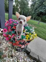 Buttercup, a female Chihuahua for sale in Lexington, NC – 2 of 4