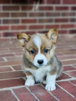 Pippy , a female Pembroke Welsh Corgi for sale in Lexington, NC – 3 of 4