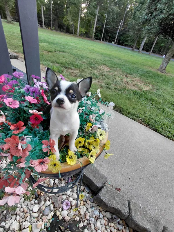 Skittles – Chihuahua puppy for sale in Lexington, NC