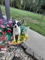 Skittles, a female Chihuahua for sale in Lexington, NC – 1 of 6
