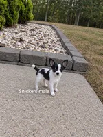 Snickers, a male Chihuahua for sale in Lexington, NC – 2 of 2
