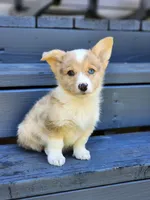 Chief, a male Pembroke Welsh Corgi for sale in Lexington, NC – 2 of 3