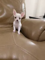 Taffy, a female Chihuahua for sale in Lexington, NC – 4 of 5