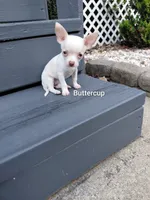 Buttercup, a female Chihuahua for sale in Lexington, NC – 3 of 4