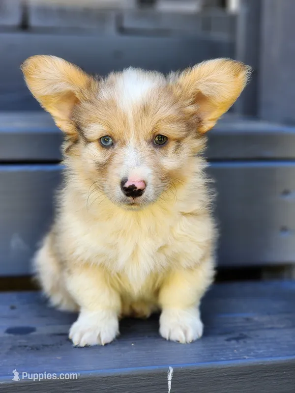 Chip – Pembroke Welsh Corgi puppy for sale in Lexington, NC