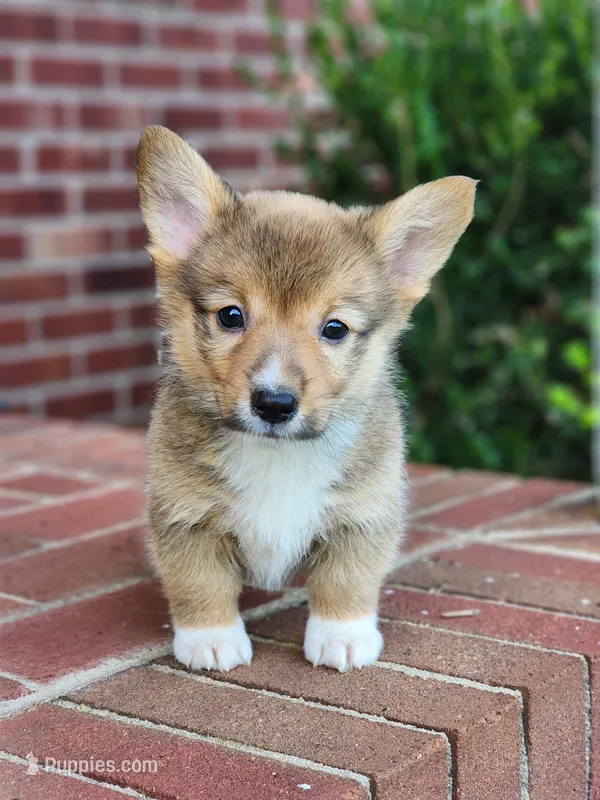 Jack – Pembroke Welsh Corgi puppy for sale in Lexington, NC